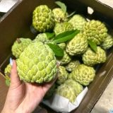 10lbs custard apples 25pcs $75