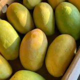 10lbs dasheri mangoes $555
