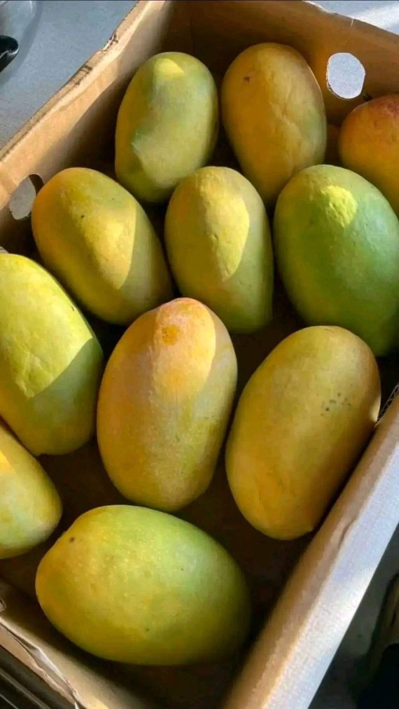 10lbs kesars mangoes $60 - Image 5