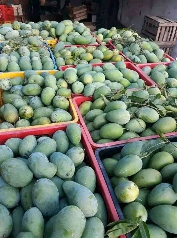 10lbs kesars mangoes $60 - Image 6